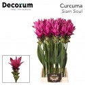 Curcuma Alismatifolia Siam Soul (70cm) -...