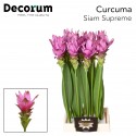 Curcuma Alismatifolia Siam Supreme (70cm)...