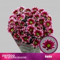 deco HAYDAR - Zentoo