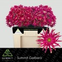GE KV PASTINI PUGLIA - Summit Zuidplas