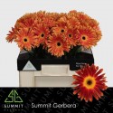 gerbera DI MAGGIO - Summit Zuidplas