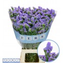 Limonium sinuatum Sky Wings - Fers Flowers