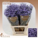 Limonium Utah Blue - Blooming Innovations