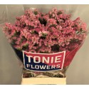 statice EMMA PEACH+ - TONIE Flowers