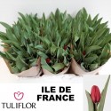 TU Ile De France - Tuliflor