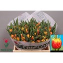 tulipe EDITION - Triflor