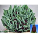 tulipe TOENDRA - Borst bl.b. (Decorum)
