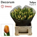 tulipe TRIPLE A - Fa. P. Spruit en Zn.