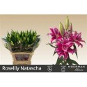 LI ROSELILY NATASCHA 5+ MEDIUM DECORUM BOX...