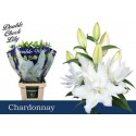 lilium DU CHARDONNAY - .