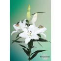 Lilium Blanc 4 fleurs - Midi
