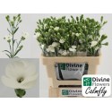 DI TE SOLAND CALMFLY - Divine Flowers