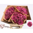 R GR Purple Delight - Kluempen Roses