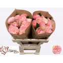 R GR Springfield Park! - Kluempen Roses