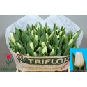 tulipe CARTE BLANCHE - Triflor