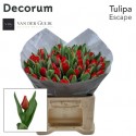tulipe Escape rouge - Van der Gulik BV