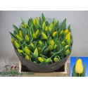 tulipe LIONS GLORY - Borst bl.b. (Decorum)