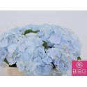 hortensia mac verena bleu - Bibo Flowers 2