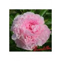 Pivoine Mme Boulanger - Midi