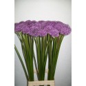 allium gladiator bleu - P. A. van Leeuwen