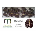 anthurium showtime x 10 - AnthurMiddendorp