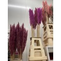 CORTADERIA SE PUMILA - .
