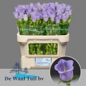 Campanula Lavender - De Waal Tuil