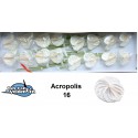 anthurium acropolis blanc 16 - Jan van...
