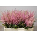 Ast Erika rose - Lovely Astilbe Rutgrink