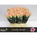 R GR LOVELY JEWEL - Holla Roses BV