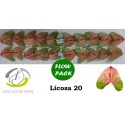 anthurium LICOSA - Anthogether Oosterzon