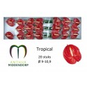 anthurium Tropical rouge x 20 -...