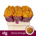 Chr S Doria Orange - van Helvoort Company