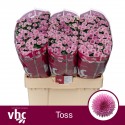 Chr S Toss - van Helvoort Company