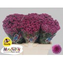 CHR S Tyolo Pink - Monnikenwaard