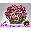 deco Haydar 90 gram - River Flowers