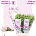 freesia ROSARIO - UNICGOLD Tesselaar