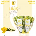 freesia Soleil jaune - UNICGOLD Mol Freesia