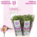freesia TEMPTATION - UNICGOLD Tesselaar
