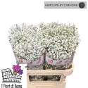 GYPS PA XLENCE - I Fiori di Roma