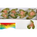 anthurium Gabriella8S - Rainbow Flowers