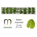 anthurium midori vert imp x 15 -...