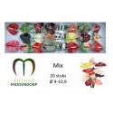 anthurium mix x 20 - AnthurMiddendorp