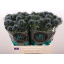 chardon Scorpius Questar - Marginpar /...