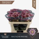 Chr G Baltazar Intense - VannoVa Master...
