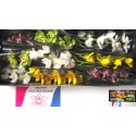 cymbidiums gemengd - M.v.d.Knaap Cymbidium BV
