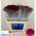 œillet gros Purple Damascus - Anjers De Nijs