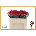 R branchue mirabel rouge - Jewel