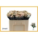 R branchue SEVERINA - Jewel