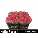 R GR ROYAL JEWEL - Holla Roses BV